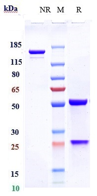 0 - Anti-TNFRSF4 / OX40 / CD134 Reference Antibody (revdofilimab) APR10356