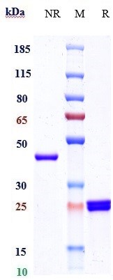 0 - Anti-glycoprotein (GP) IIb/IIIa Reference Antibody (Abciximab) APR10358