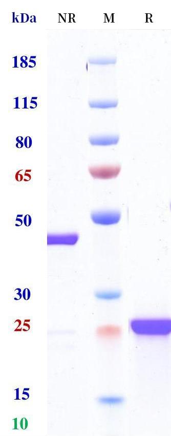 0 - Anti-glycoprotein (GP) IIb/IIIa Reference Antibody (Abciximab) APR10358