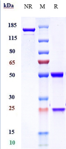 0 - Anti-IL-6Ra / CD126 Reference Antibody (sarilumab) APR10359