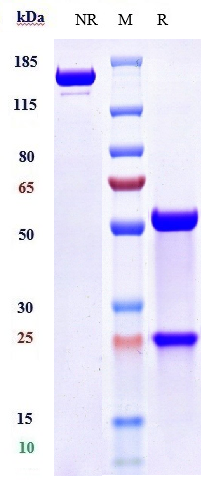 0 - Anti-GFRA3 Reference Antibody (nadecnemab) APR10360