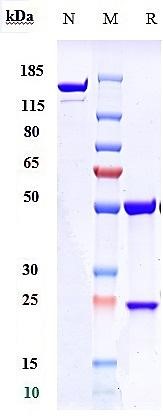 0 - Anti-RSV glycoprotein F Reference Antibody (Suptavumab) APR10362