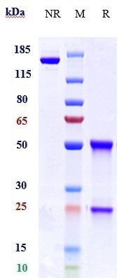 0 - Anti-GDF8 / Myostatin Reference Antibody (trevogrumab) APR10364