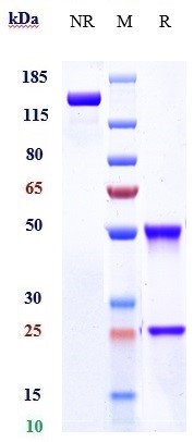 0 - Anti-LEPR / CD295 Reference Antibody (mibavademab) APR10365