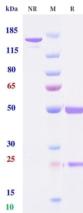 0 - Anti-EBOV Reference Antibody (Atoltivimab) APR10366