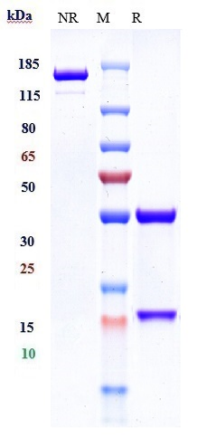 0 - Anti-PDCD1 / PD-1 / CD279 Reference Antibody (geptanolimab) APR10367