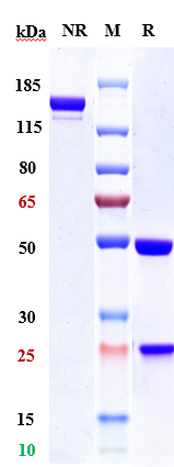 0 - Anti-ERBB2 / HER2 / CD340 Reference Antibody (disitamab vedotin) APR10368