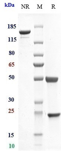 0 - Anti-Integrin aL / ITGAL / CD11a Reference Antibody (efalizumab) APR10369