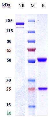 0 - Anti-CDH6 / K-Cadherin Reference Antibody (DS-6000a) APR10370