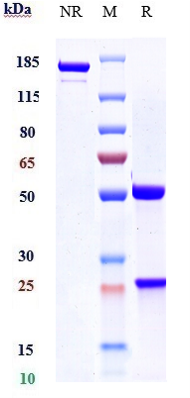 0 - Anti-VEGF Reference Antibody (varisacumab) APR10371