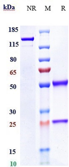 0 - Anti-ERBB1 / EGFR / HER1 Reference Antibody (Laprituximab emtansine) APR10372