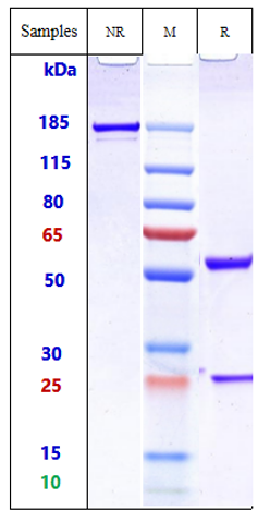 0 - Anti-PDCD1 / PD-1 / CD279 Reference Antibody (iparomlimab) APR10373