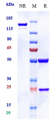 0 - Anti-MUC18 / MCAM / CD146 Reference Antibody (imaprelimab) APR10374