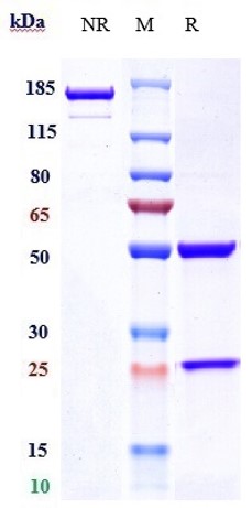 0 - Anti-Alpha-synuclein Reference Antibody (prasinezumab) APR10375