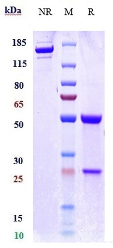 0 - Anti-IFNa1 Reference Antibody (rontalizumab) APR10377