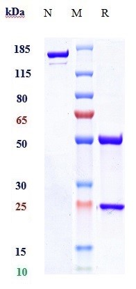 0 - Anti-TNFSF11 / RANKL / CD254 Reference Antibody (denosumab) APR10379
