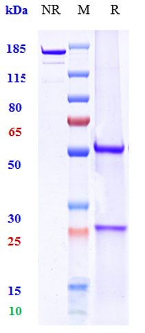 0 - Anti-TNFRSF5 / CD40 Reference Antibody (ravagalimab) APR10380
