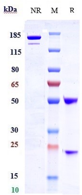 0 - Anti-LRRC15 / LIB Reference Antibody (samrotamab) APR10382