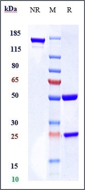 0 - Anti-CCR4 / CD194 Reference Antibody (mogamulizumab) APR10385