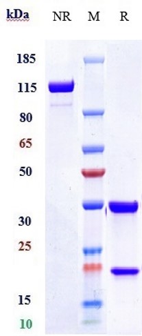 0 - Anti-TFPI Reference Antibody (marstacimab) APR10388