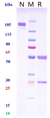 0 - Anti-Amyloid Beta Reference Antibody (ponezumab) APR10389