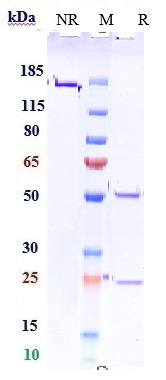 0 - Anti-PDCD1 / PD-1 / CD279 Reference Antibody (sasanlimab) APR10391