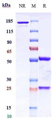 0 - Anti-PTK7 / CCK4 Reference Antibody (cofetuzumab) APR10392
