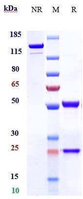 0 - Anti-IL-13 Reference Antibody (anrukinzumab) APR10393
