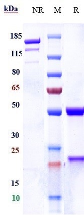 0 - Anti-CDH3 / P-cadherin Reference Antibody (PF-03732010) APR10395