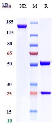 0 - Anti-MADCAM1 Reference Antibody (ontamalimab) APR10396