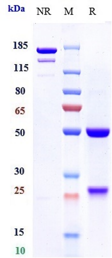 0 - Anti-IL-7Ra / CD127 Reference Antibody (PF-06342674) APR10397