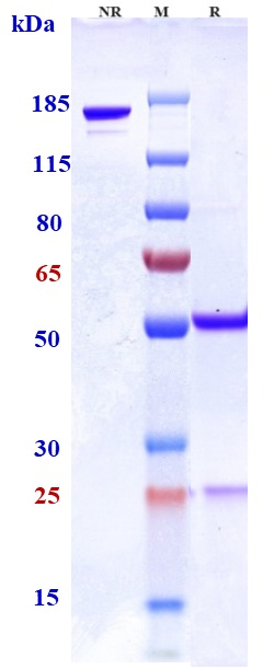 0 - Anti-SLAMF7 / CS1 Reference Antibody (PDL241) APR10398