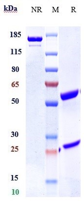 0 - Anti-TNFRSF12A / TWEAKR / CD266 Reference Antibody (enavatuzumab) APR10399