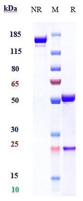 0 - Anti-SLAMF7 / CS1 Reference Antibody (elotuzumab) APR10400