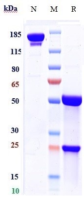 0 - Anti-RSV-F Reference Antibody (palivizumab) APR10401