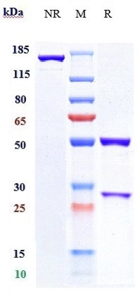 0 - Anti-B7-H1 / PD-L1 / CD274 Reference Antibody (pacmilimab) APR10402