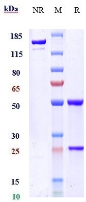 0 - Anti-RTN4 / NOGO Reference Antibody (ozanezumab) APR10403