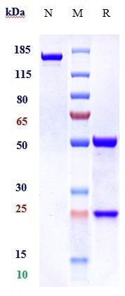 0 - Anti-MUC16 Reference Antibody (oregovomab) APR10405