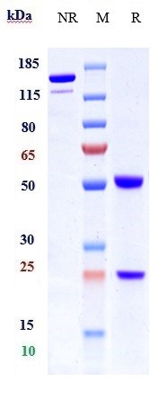 0 - Anti-Integrin b1 / ITGB1 / CD29 Reference Antibody (OS2966) APR10406