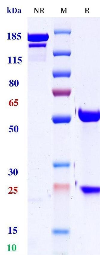 0 - Anti-CD3 Reference Antibody (Muromonab) APR10407