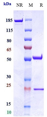 0 - Anti-EpCAM / TROP1 / CD326 Reference Antibody (oportuzumab) APR10409