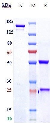 0 - Anti-RSPO3 Reference Antibody (rosmantuzumab) APR10411