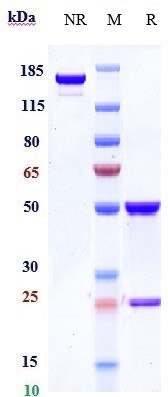 0 - Anti-HGFR / c-Met Reference Antibody (onartuzumab) APR10414