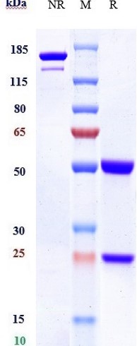 0 - Anti-PVR / CD155 Reference Antibody (Ntx1088) APR10415