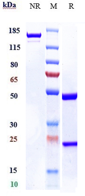 0 - Anti-RTN4 / NOGO Reference Antibody (atinumab) APR10420