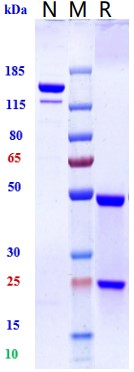 0 - Anti-Siglec-15 / CD33L3 Reference Antibody (NC318) APR10421