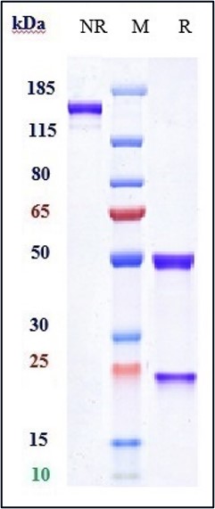 0 - Anti-GD2 Reference Antibody (naxitamab) APR10422