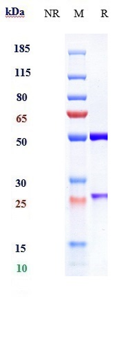 0 - Anti-TPBG Reference Antibody (naptumomAb) APR10423