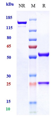 0 - Anti-NGF / bNGF Reference Antibody (fasinumab) APR10426