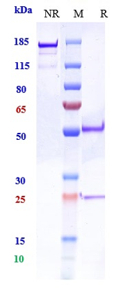 0 - Anti-PCSK9 Reference Antibody (RG7652) APR10427